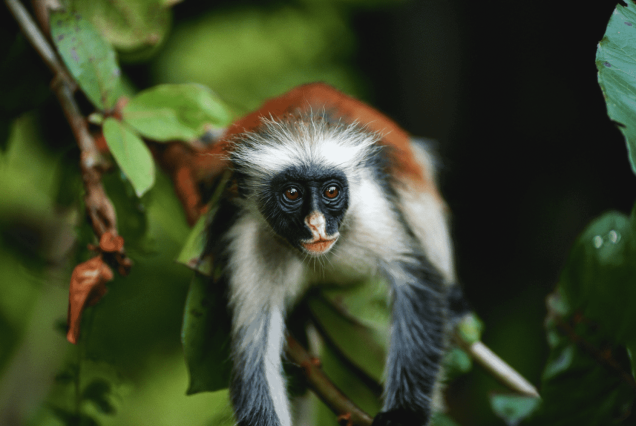 Jozani Forest Tour with Red Colobus Monkey Zanzibar